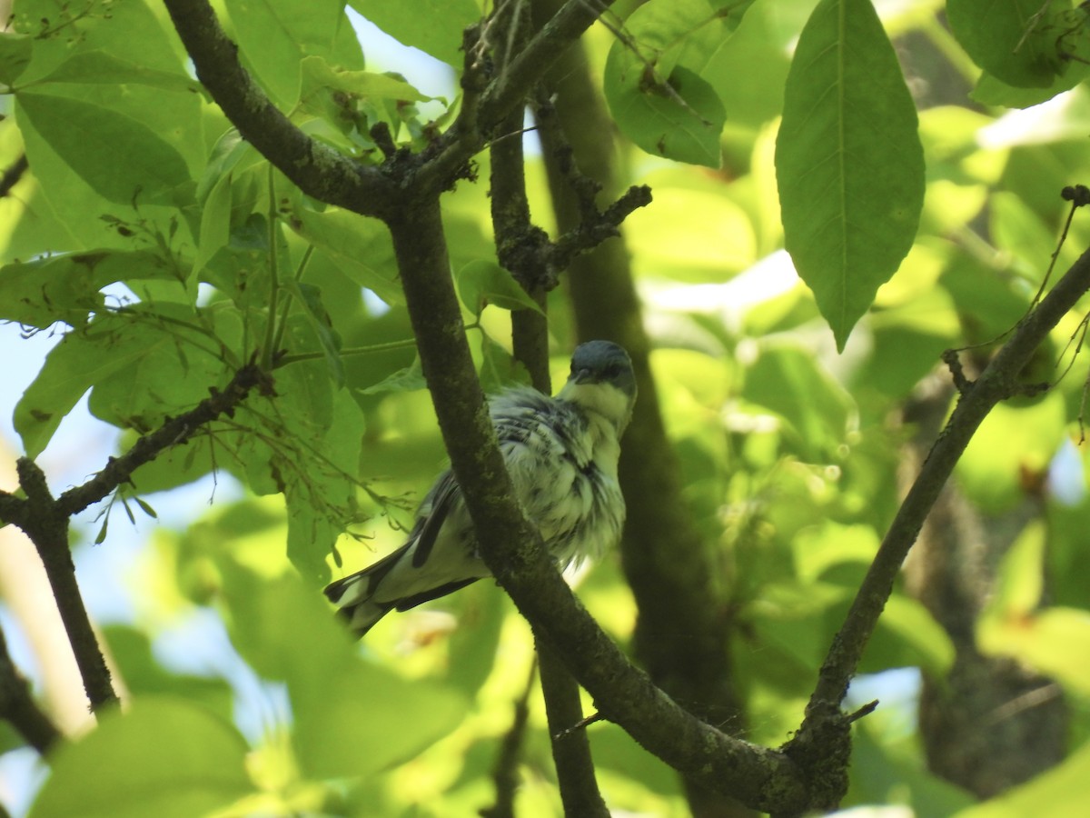 Cerulean Warbler - John McKay