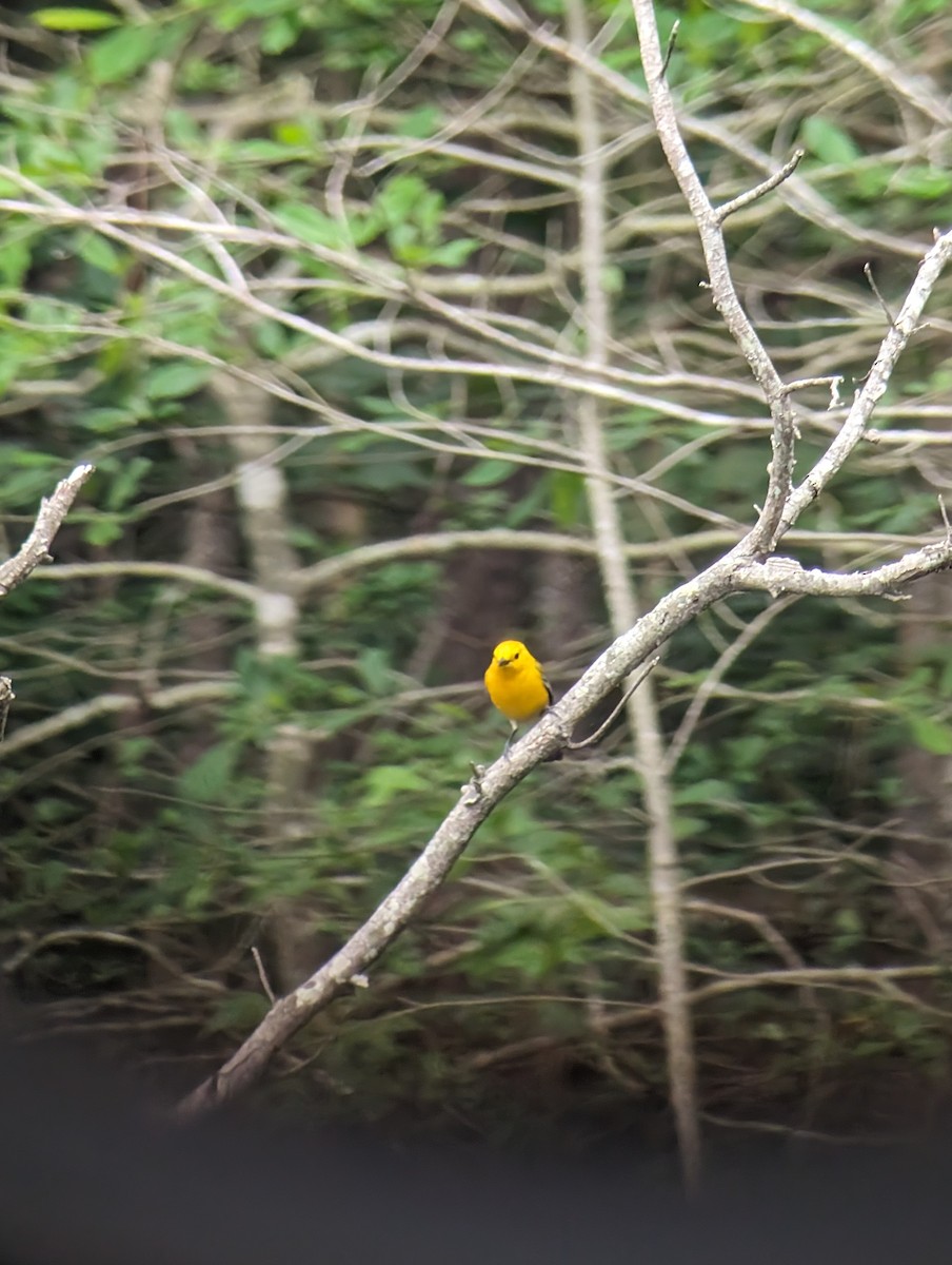 Prothonotary Warbler - Carolyn Rubinfeld 🦆