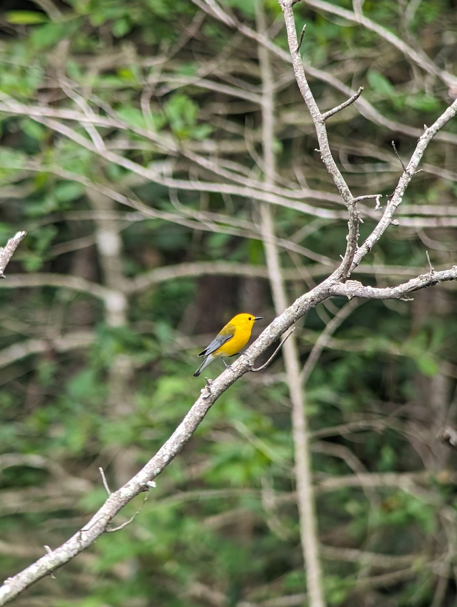 Prothonotary Warbler - Carolyn Rubinfeld 🦆