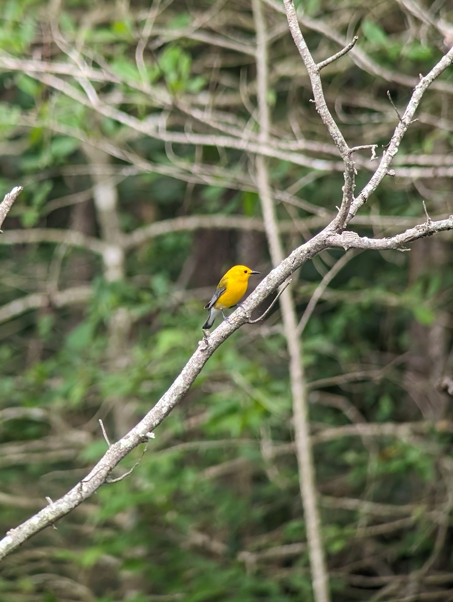 Prothonotary Warbler - Carolyn Rubinfeld 🦆