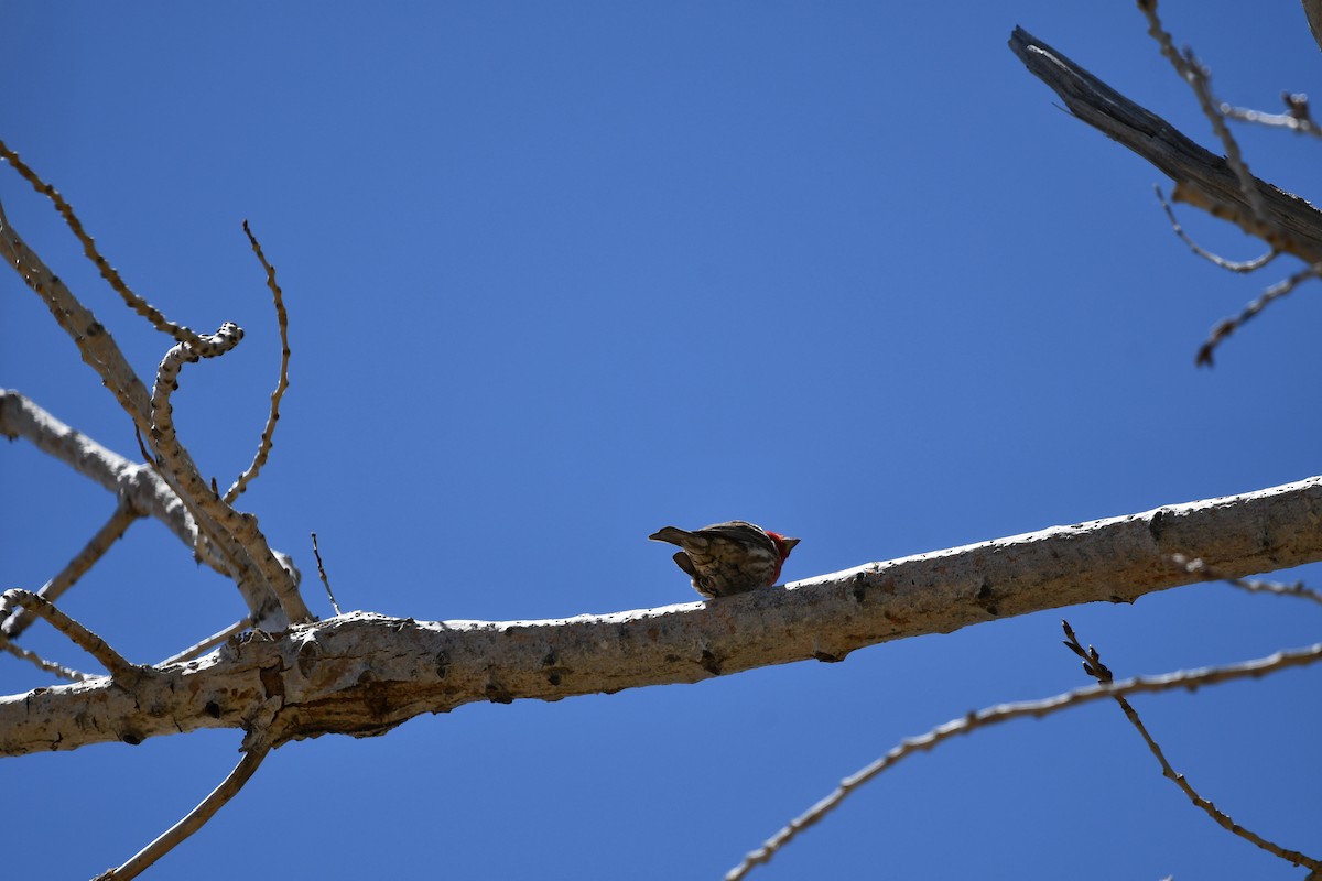 House Finch - Lael Rudisill