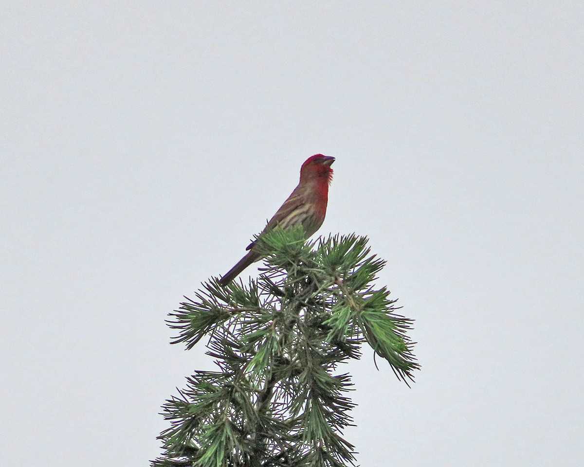 House Finch - Andrea Evans