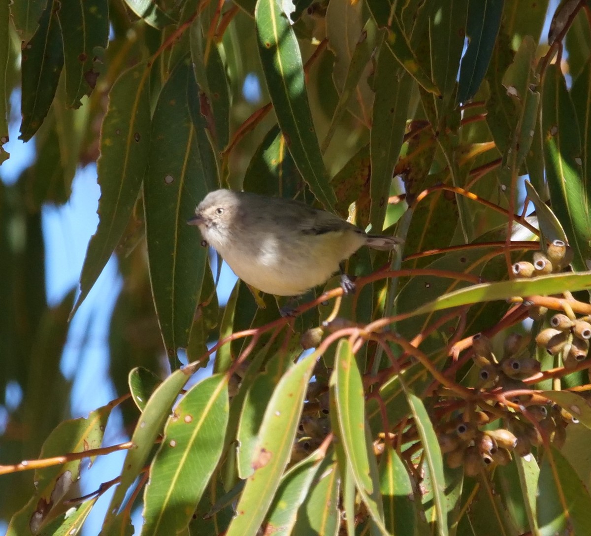 Weebill - Ian Gibson