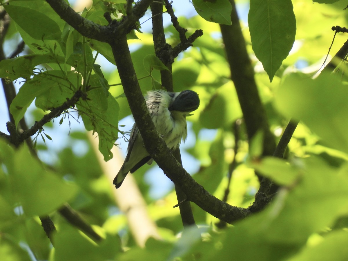 Cerulean Warbler - ML619548803