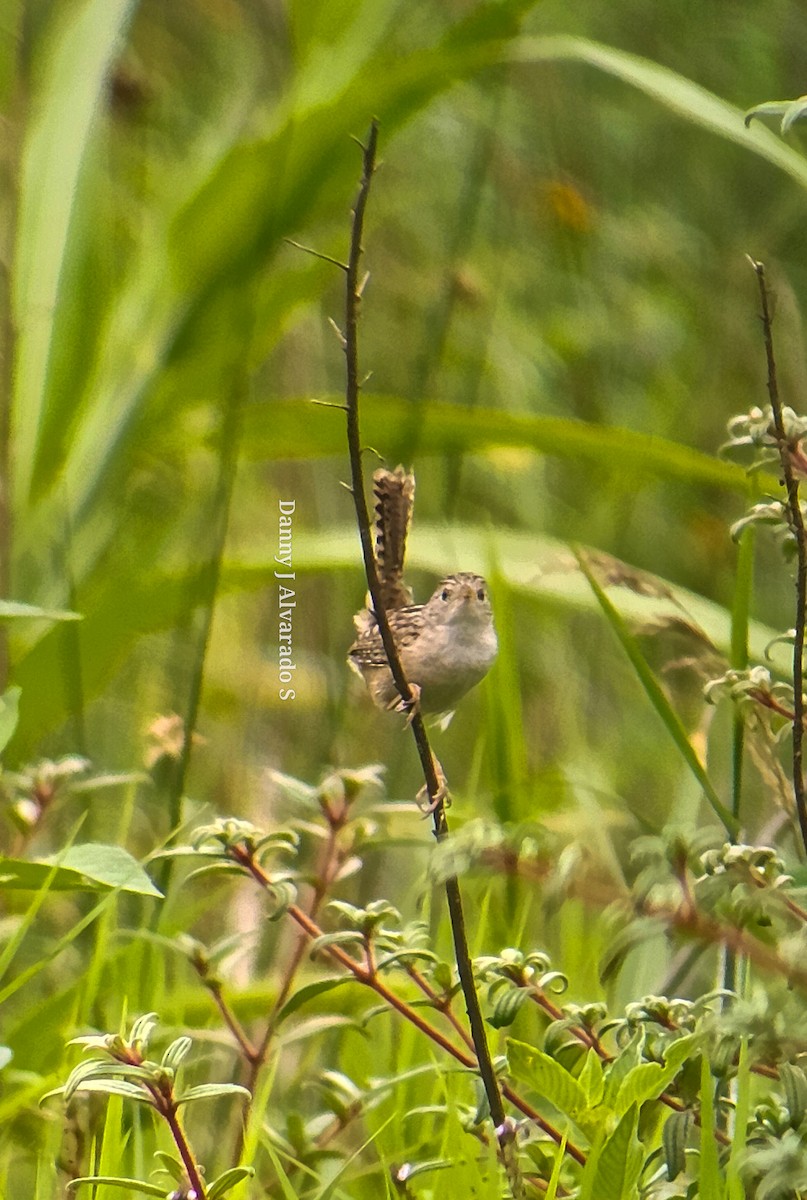 Grass Wren - Danny J Alvarado S