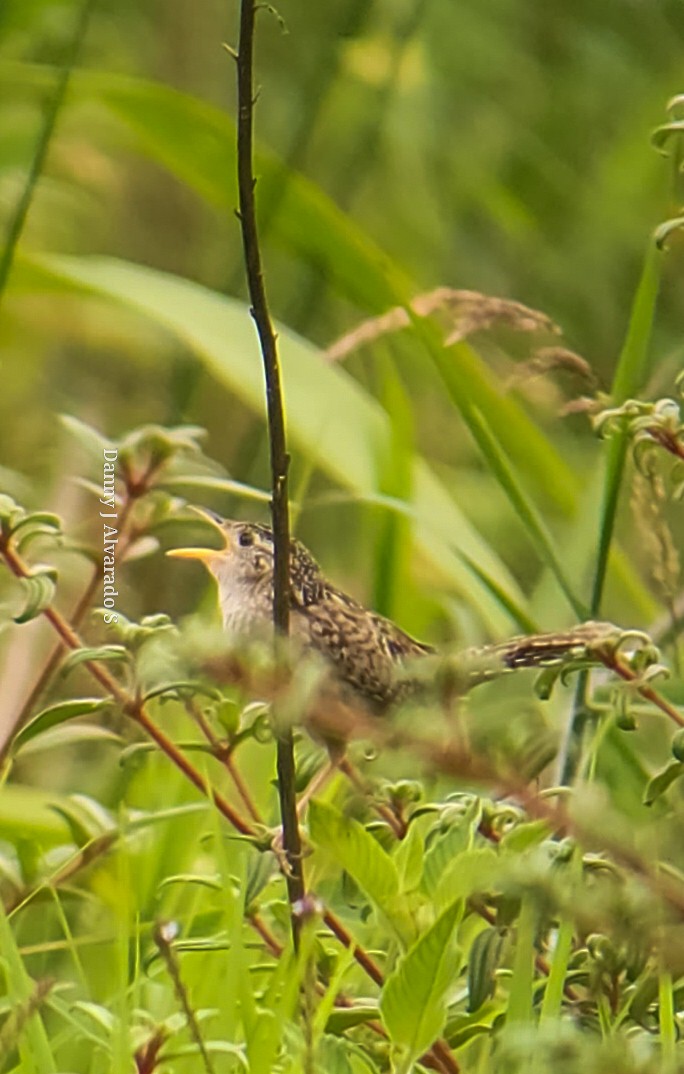 Grass Wren - Danny J Alvarado S