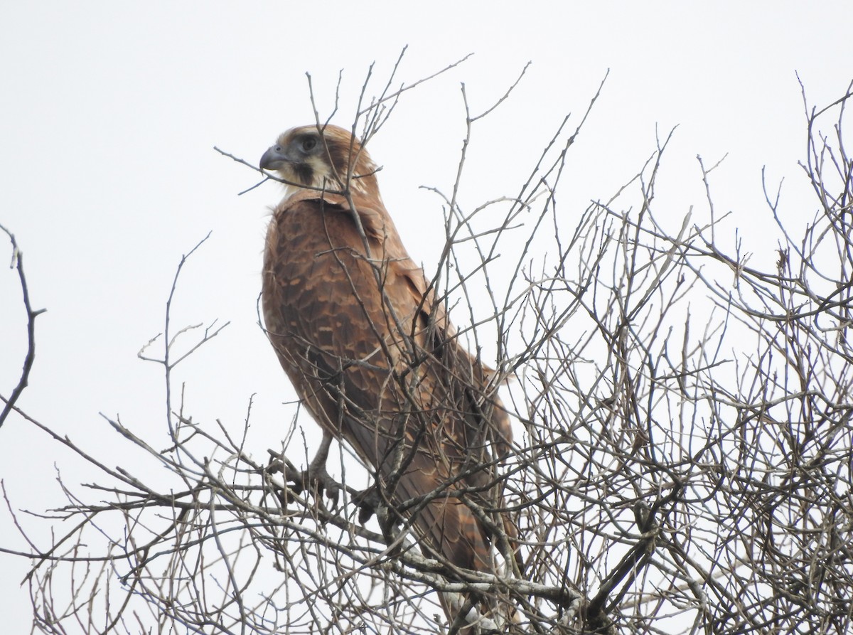 Brown Falcon - ML619548816