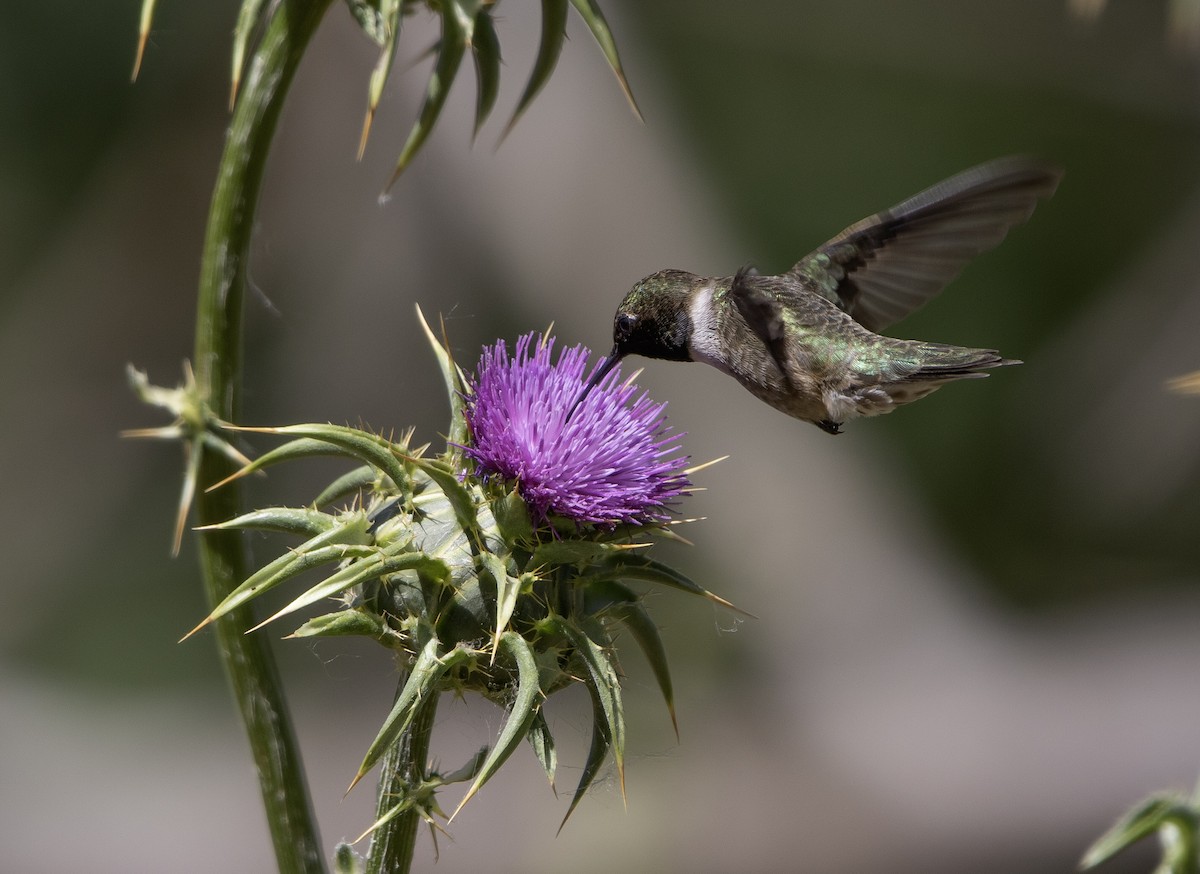 Black-chinned Hummingbird - Rene Reyes