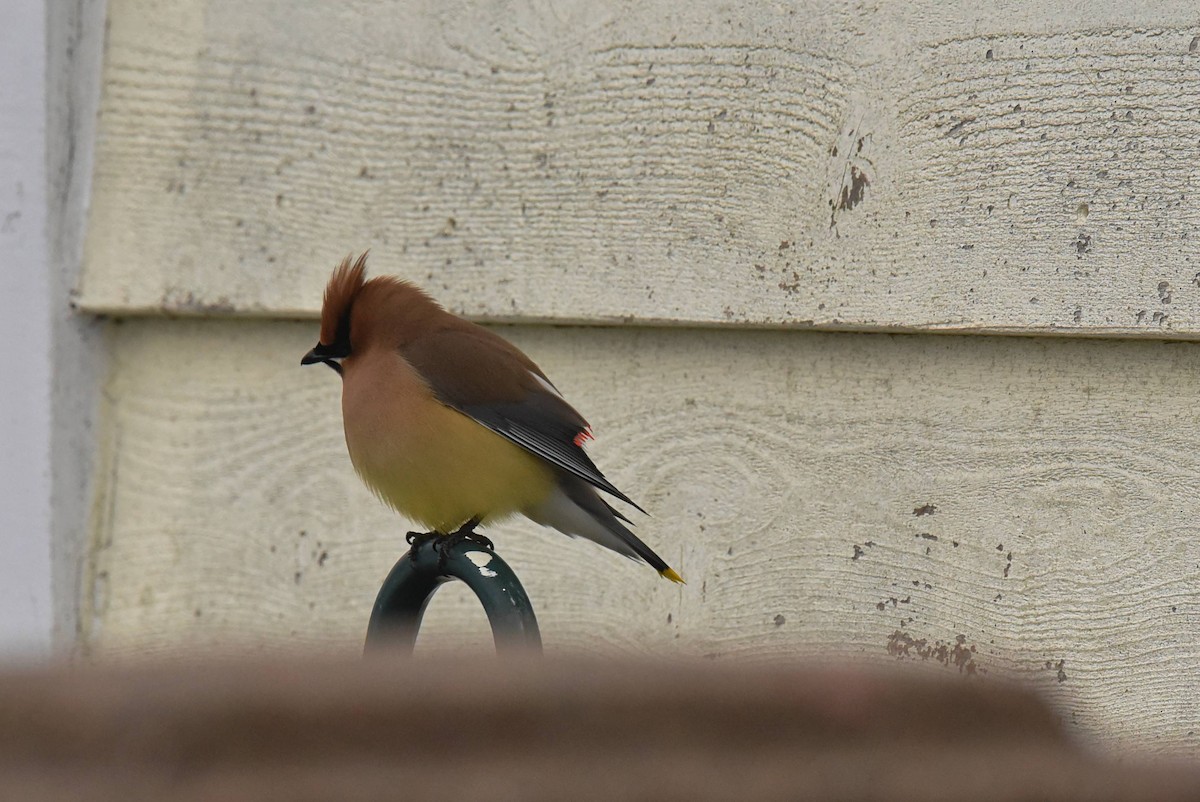 Cedar Waxwing - Valérie JACKMAN