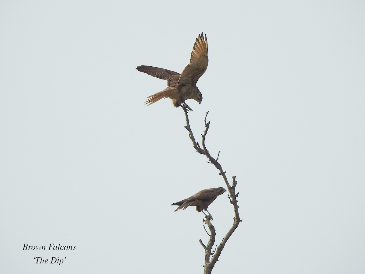 Brown Falcon - Marie Tarrant