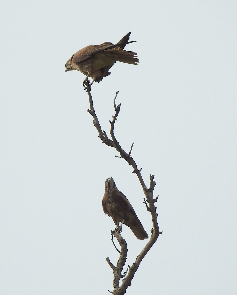 Brown Falcon - ML619548832