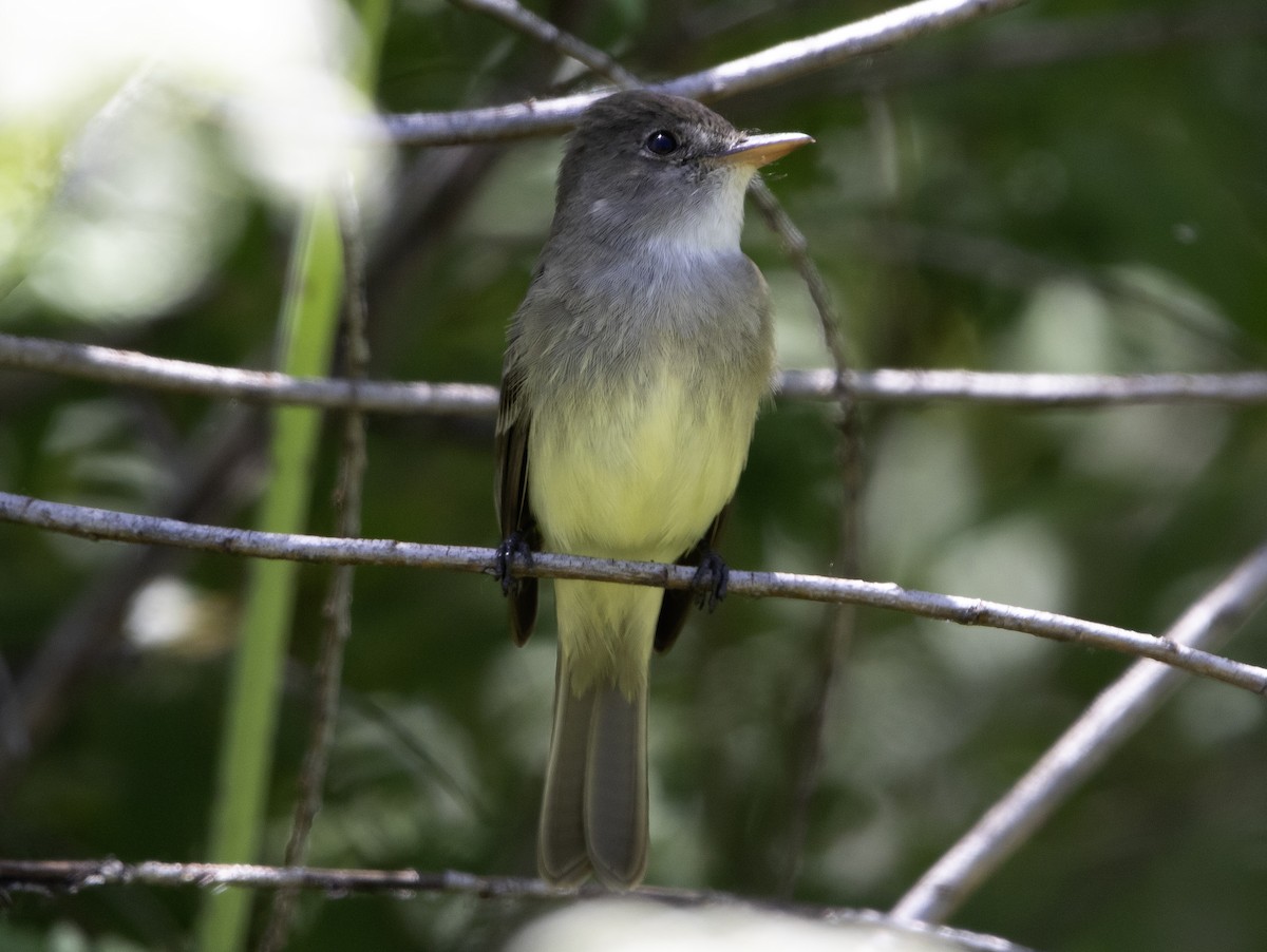 Willow Flycatcher - Rene Reyes