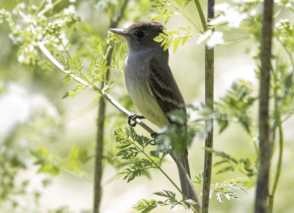 Willow Flycatcher - Rene Reyes