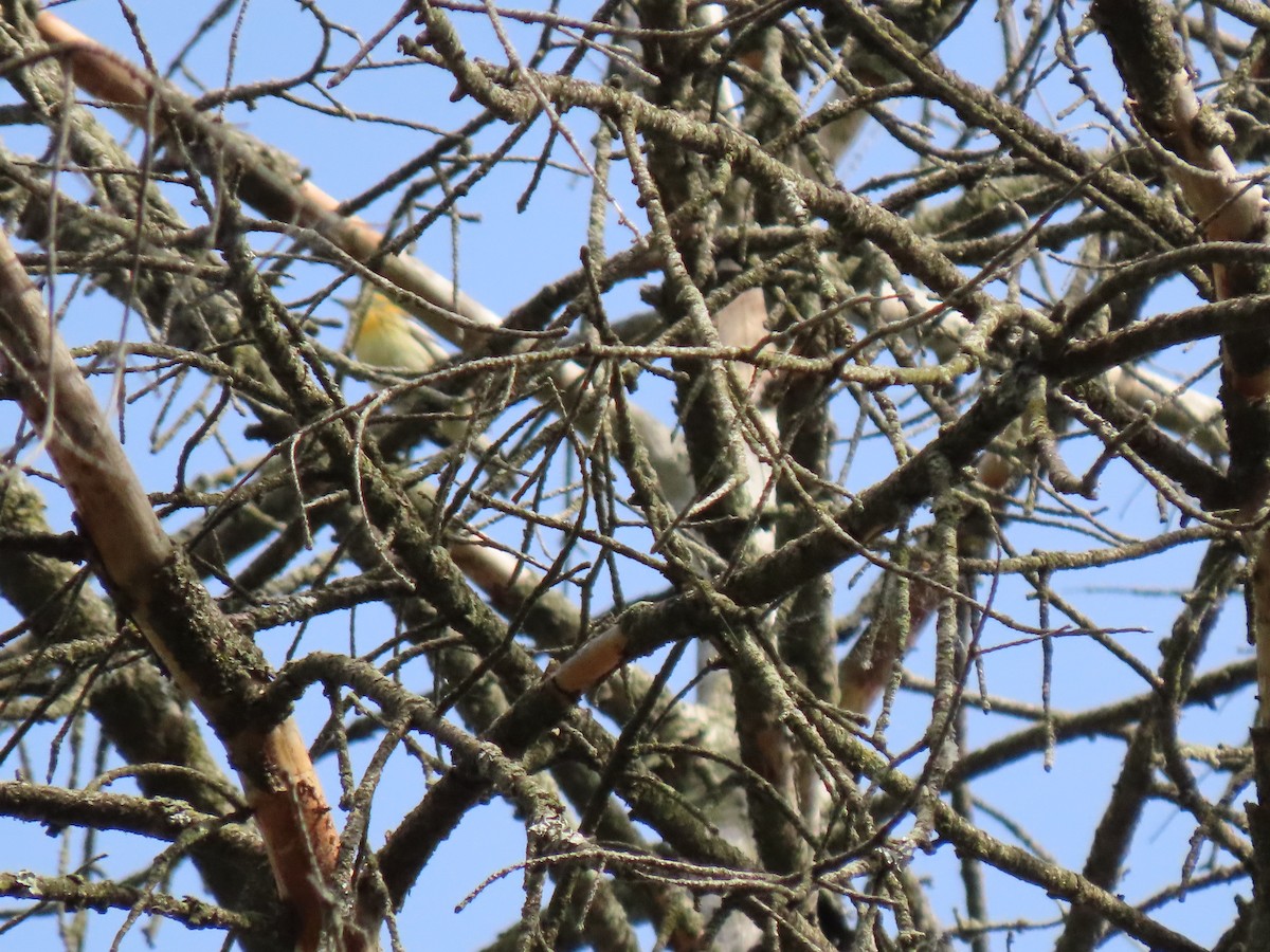 new world warbler sp. - Jacob Isaacson