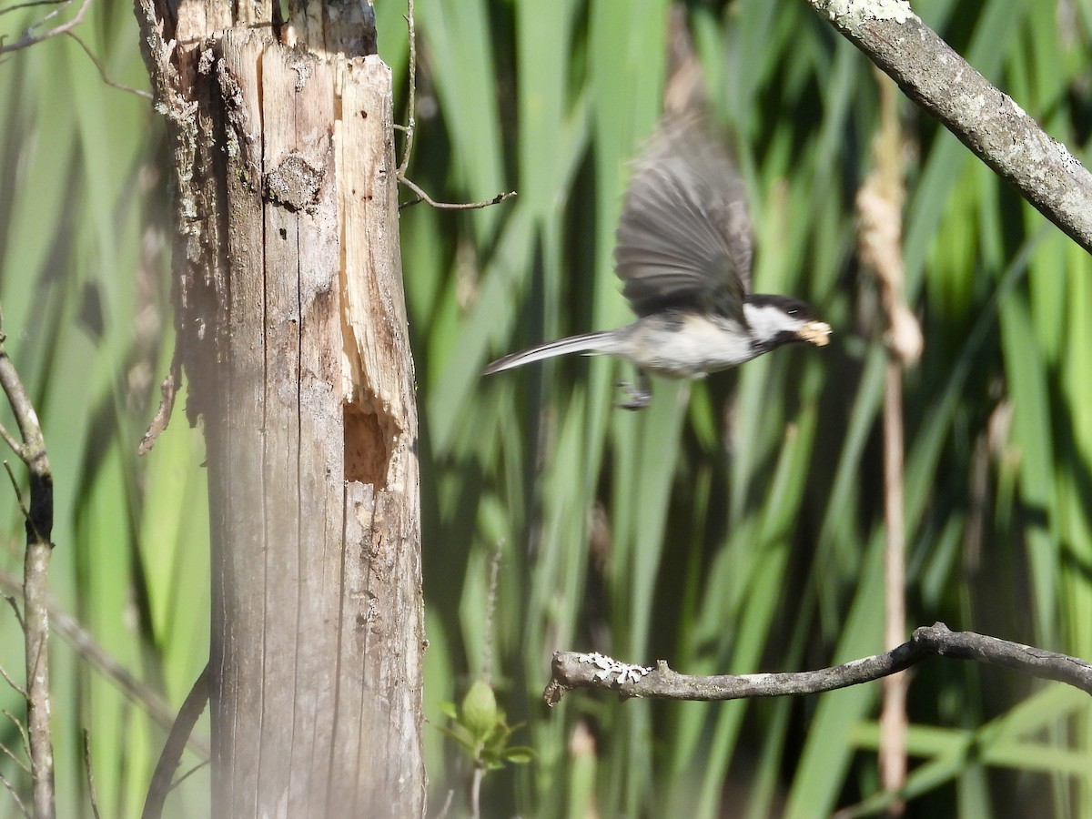 Black-capped Chickadee - Ronnie DiLorenzo