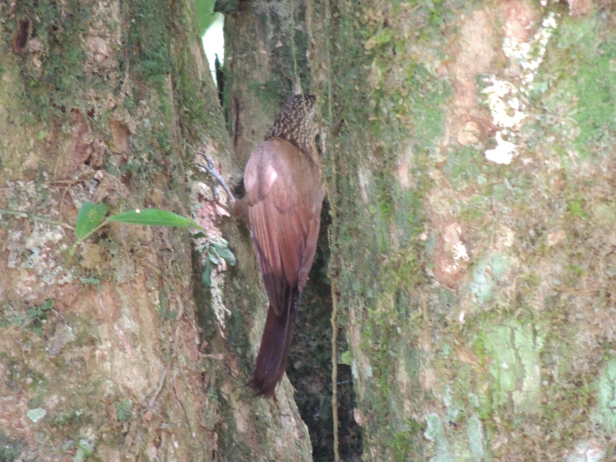 Cocoa Woodcreeper - Roger Lambert