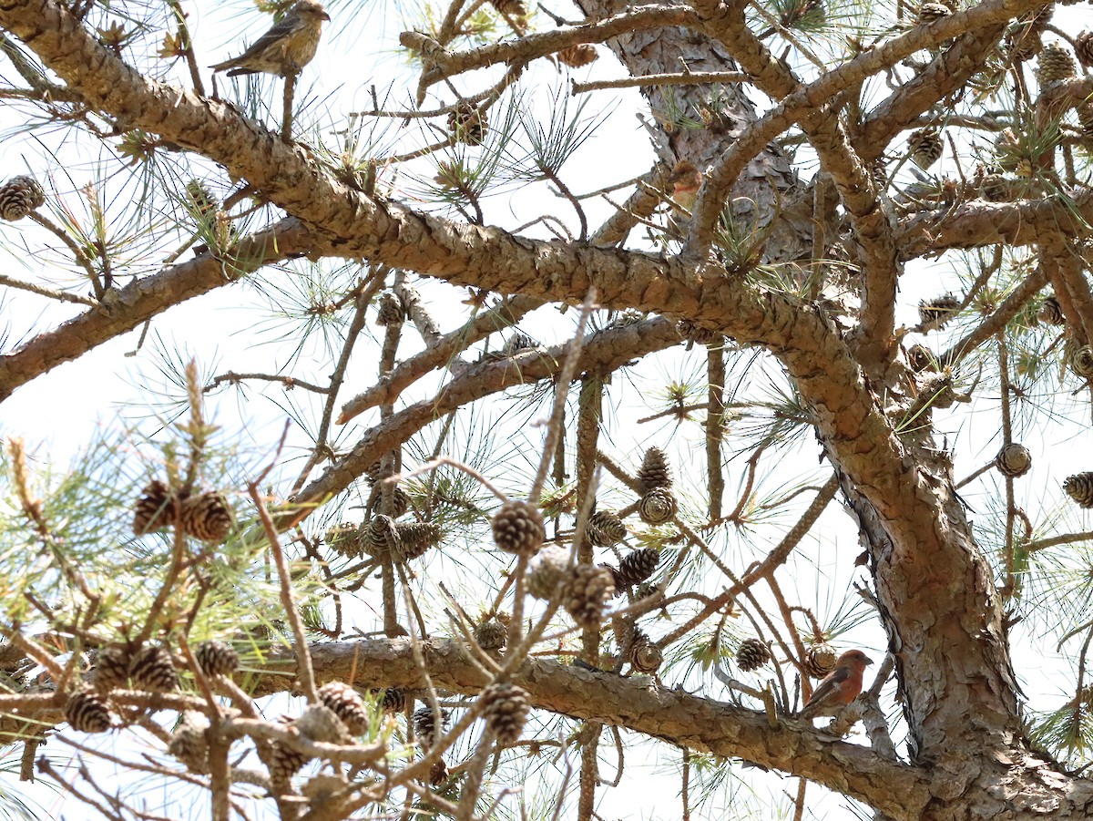 Red Crossbill - Jake McCumber