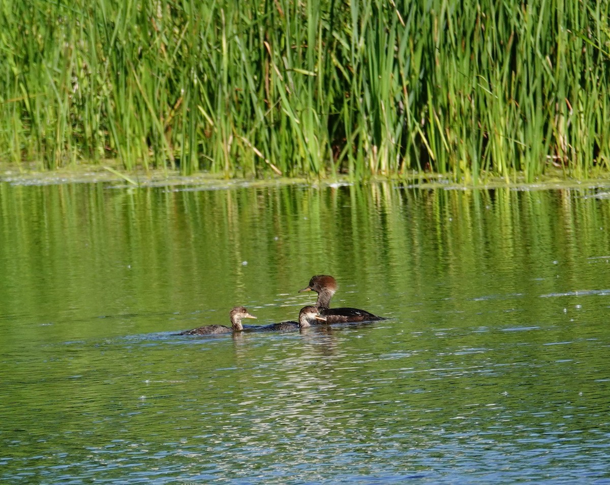 Hooded Merganser - Betty Beckham