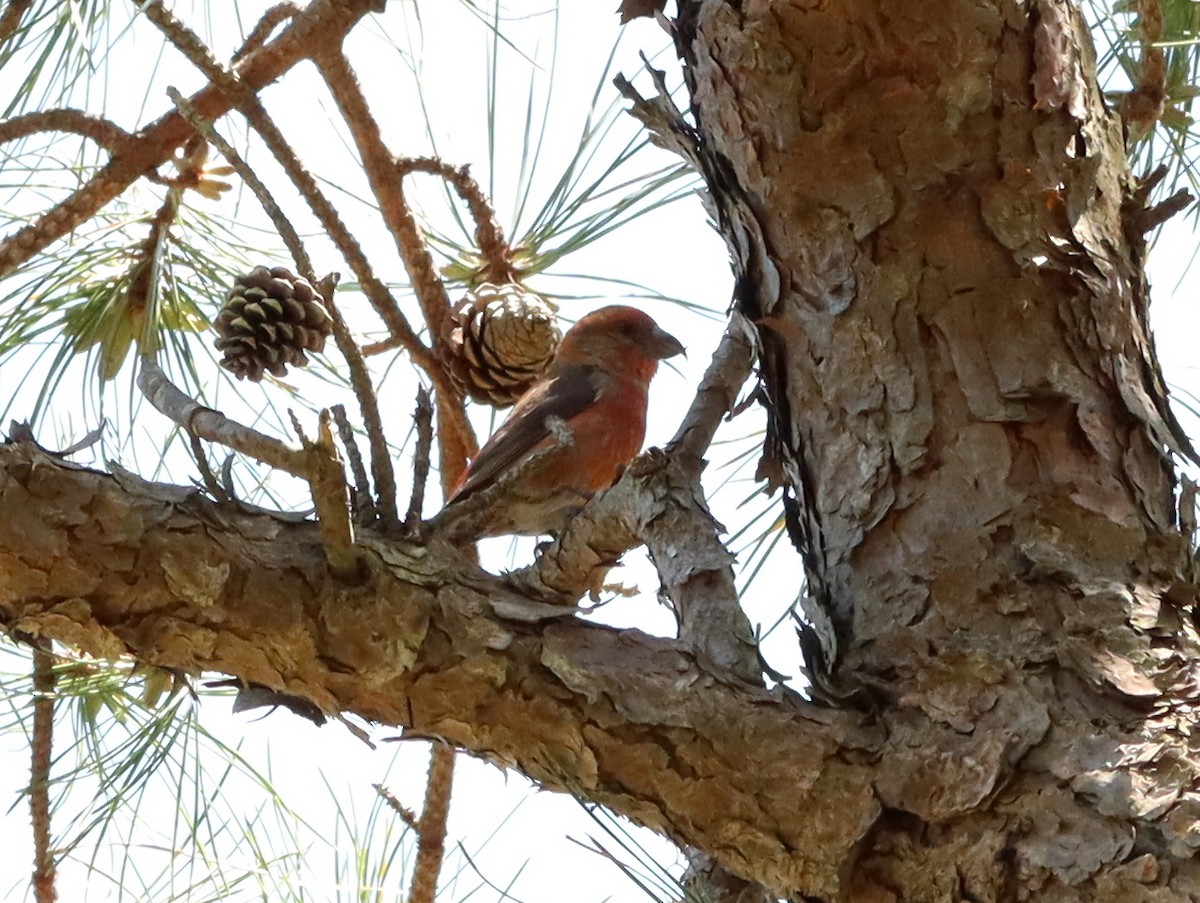 Red Crossbill - Jake McCumber