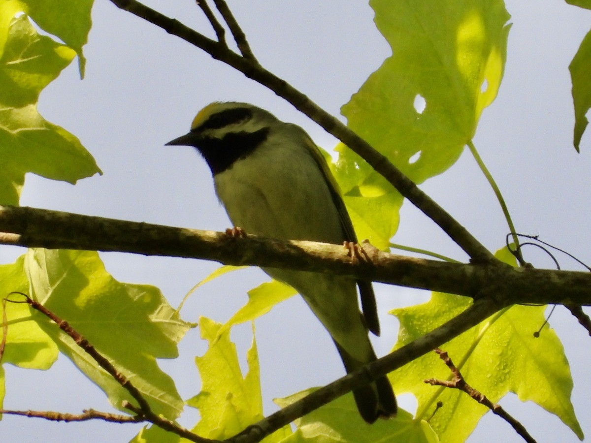 Golden-winged Warbler - Ronnie DiLorenzo