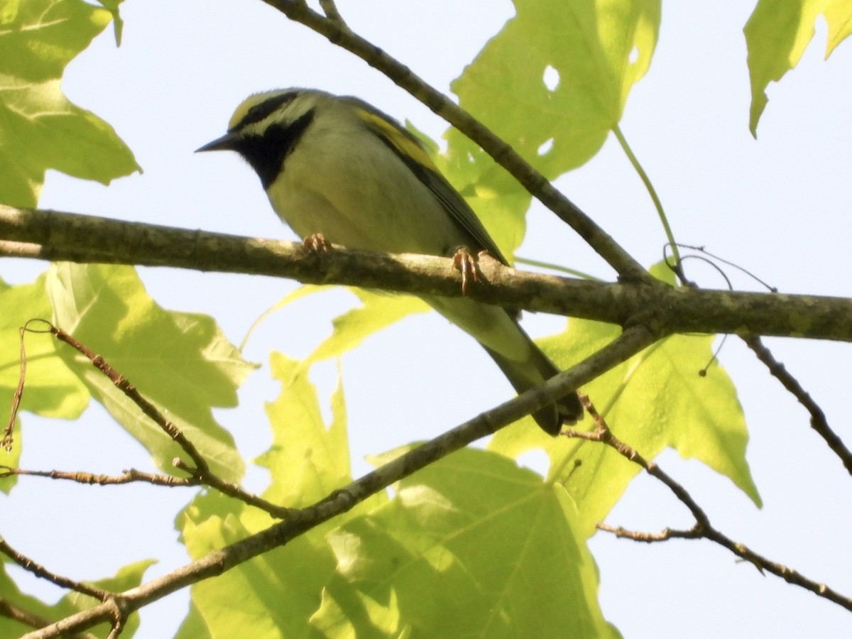 Golden-winged Warbler - Ronnie DiLorenzo