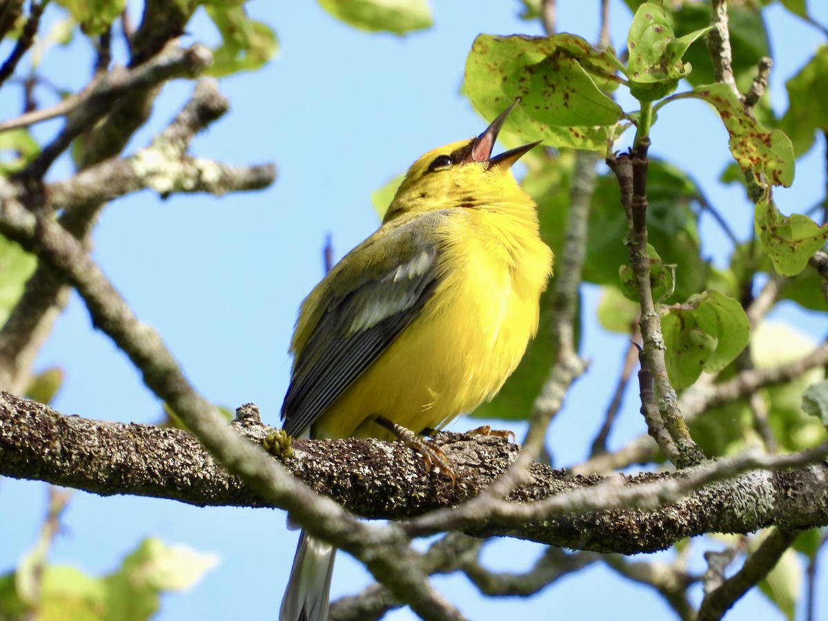 Blue-winged Warbler - Ronnie DiLorenzo