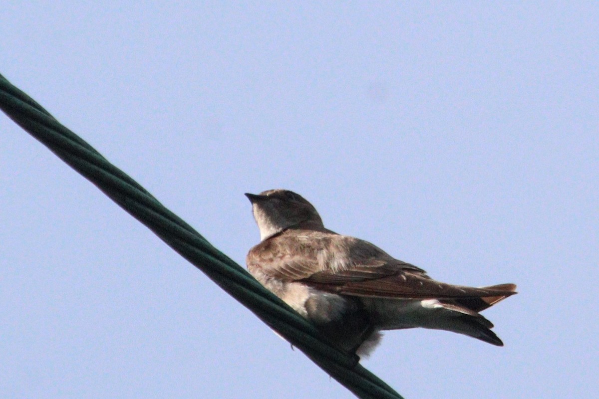 Northern Rough-winged Swallow - James Teitgen
