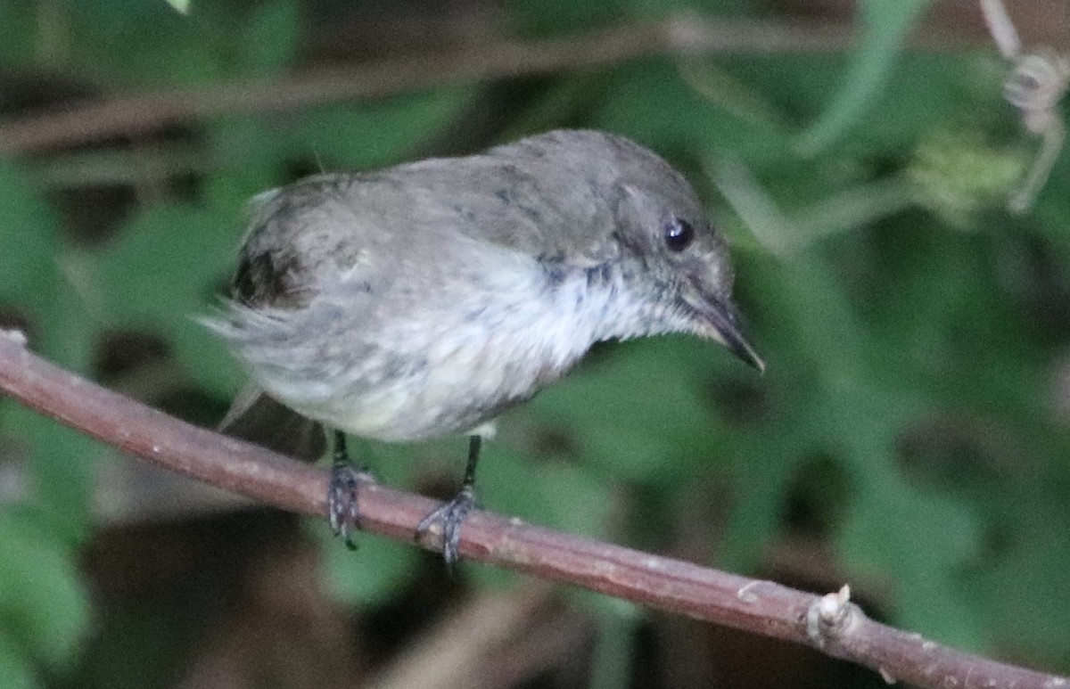 Eastern Phoebe - Betty Thomas