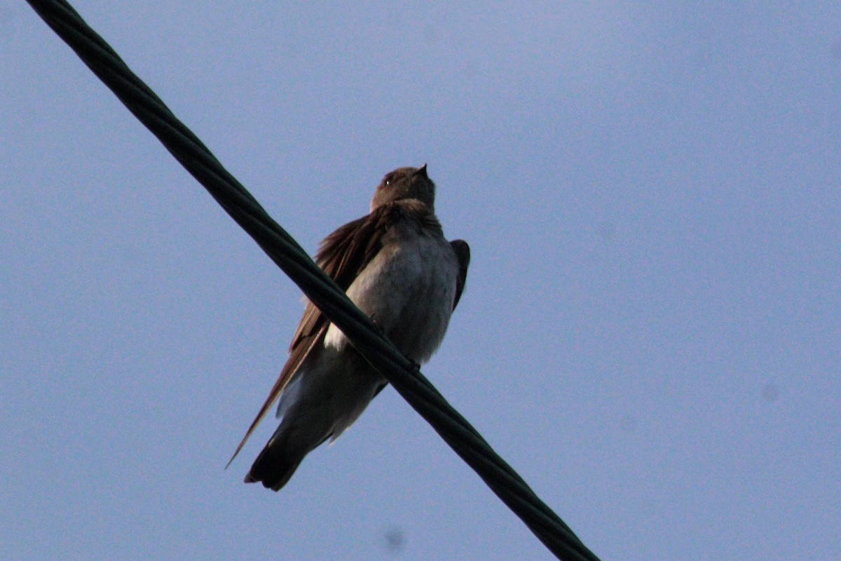 Northern Rough-winged Swallow - ML619548869