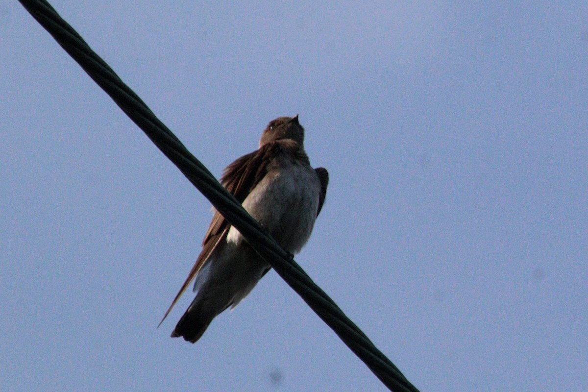 Northern Rough-winged Swallow - James Teitgen