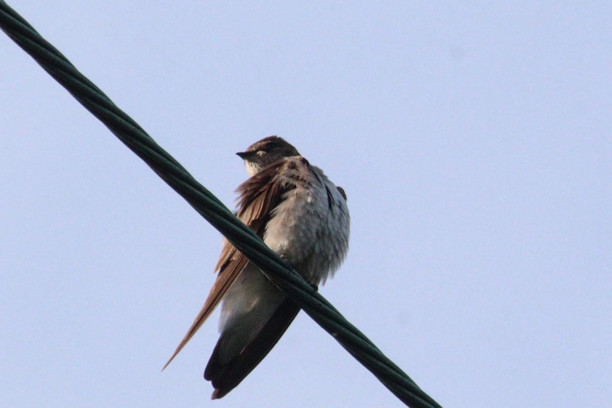 Northern Rough-winged Swallow - James Teitgen