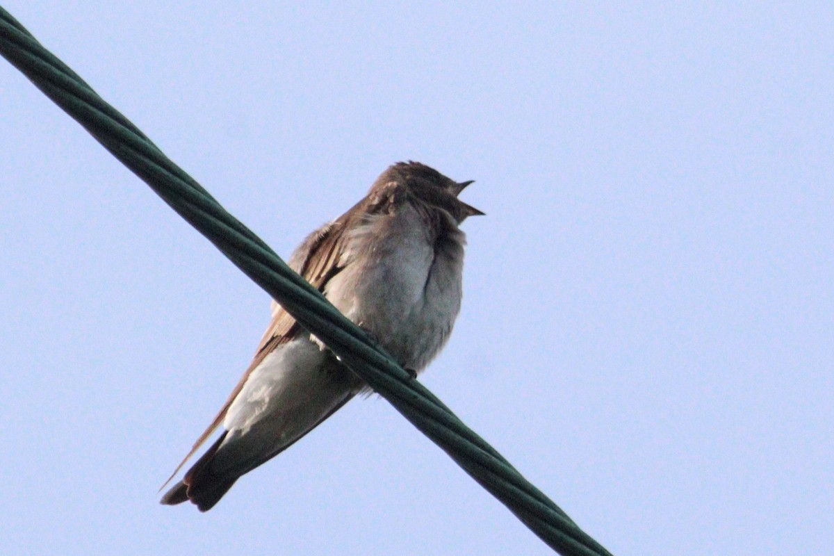 Northern Rough-winged Swallow - James Teitgen
