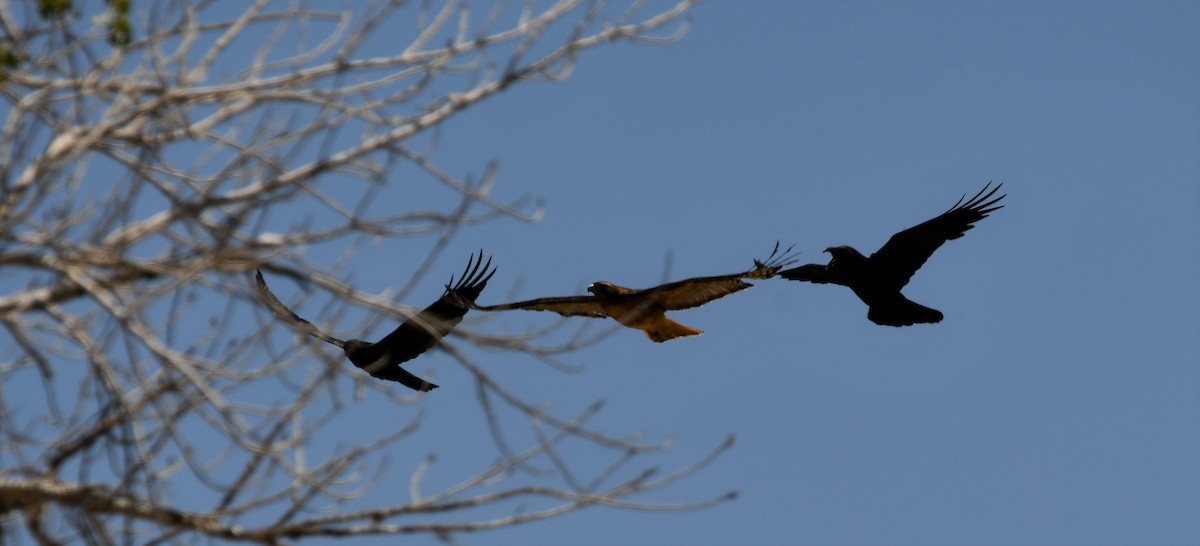 Common Raven - Lael Rudisill