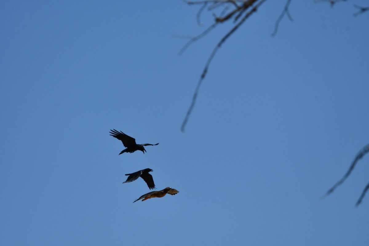 Common Raven - Lael Rudisill