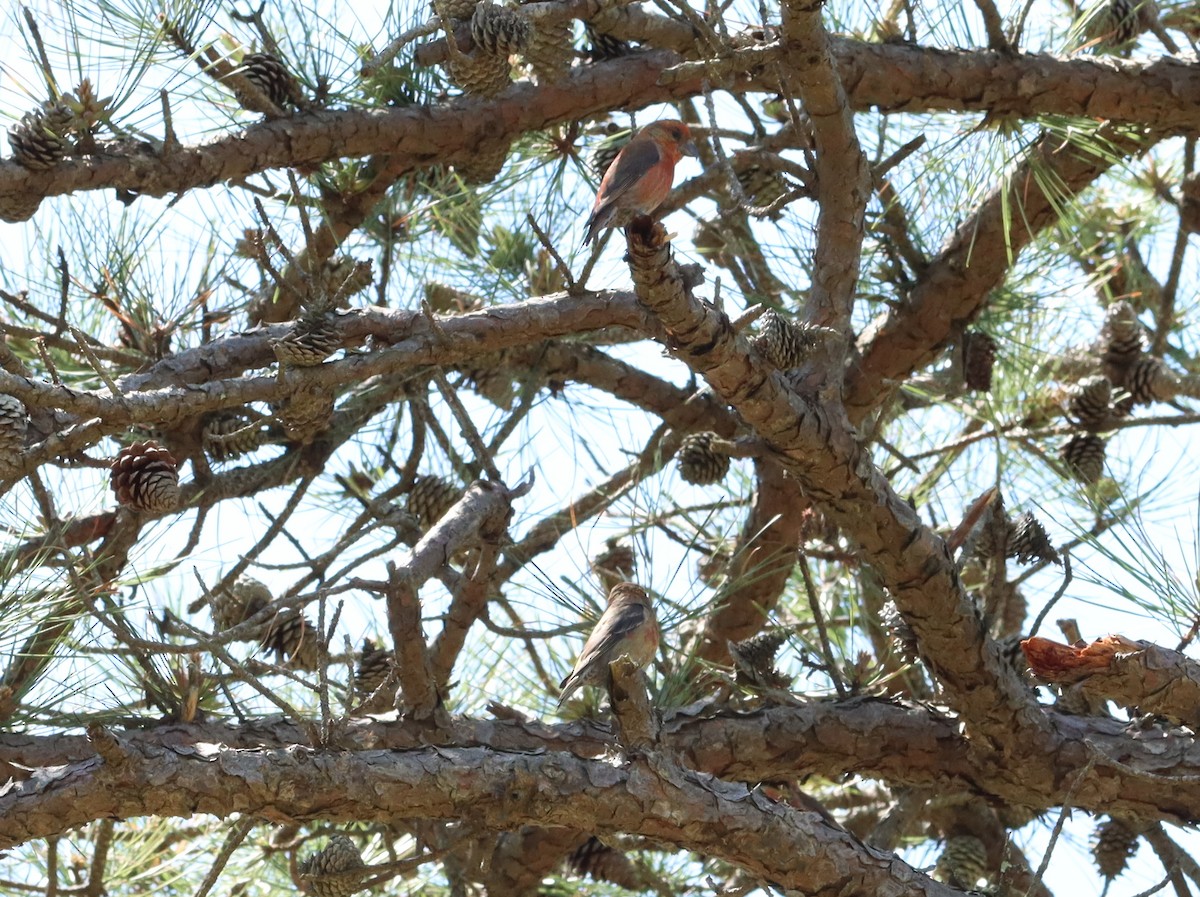 Red Crossbill - Jake McCumber