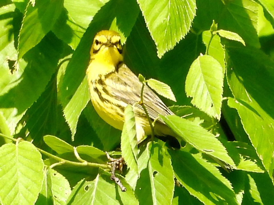 Prairie Warbler - Ronnie DiLorenzo