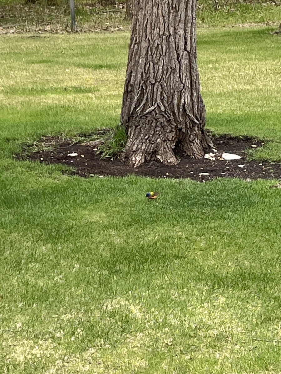 Painted Bunting - Riki Kerbrat