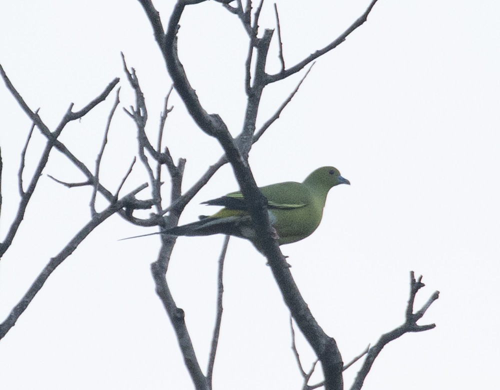 Pin-tailed Green-Pigeon - Lindy Fung