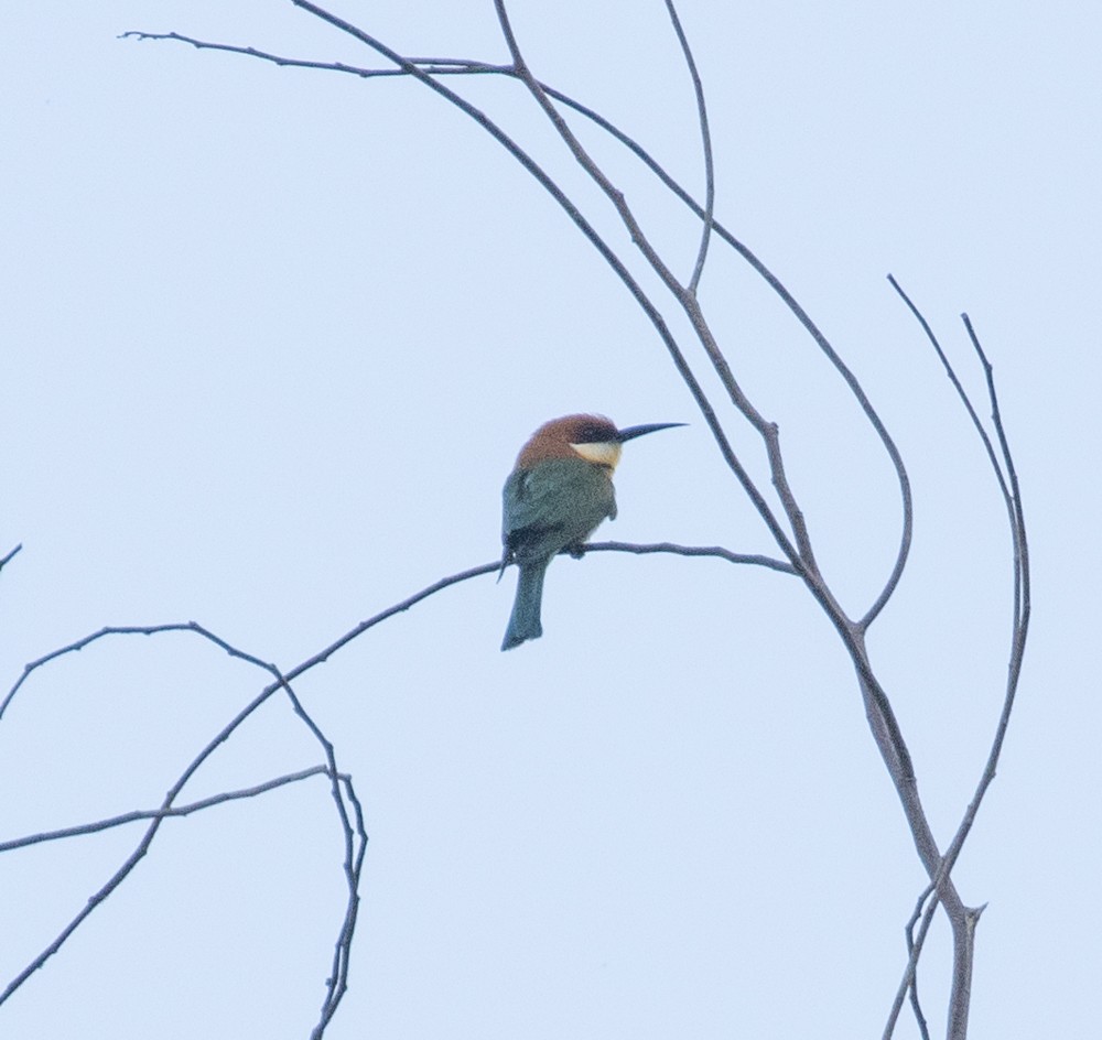 Chestnut-headed Bee-eater - Lindy Fung