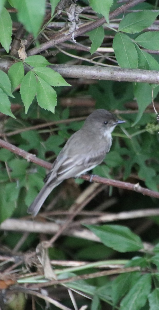 Eastern Phoebe - Betty Thomas