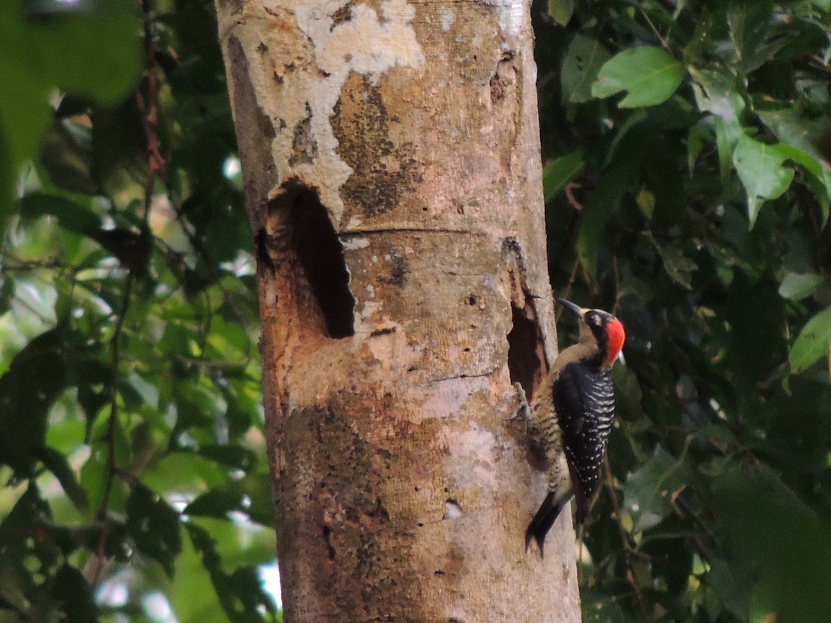 Black-cheeked Woodpecker - Roger Lambert