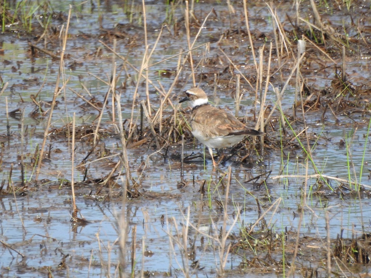 Killdeer - Anita Hooker