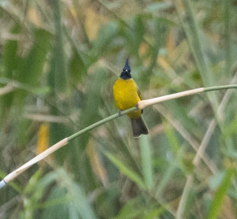 Black-crested Bulbul - Lindy Fung