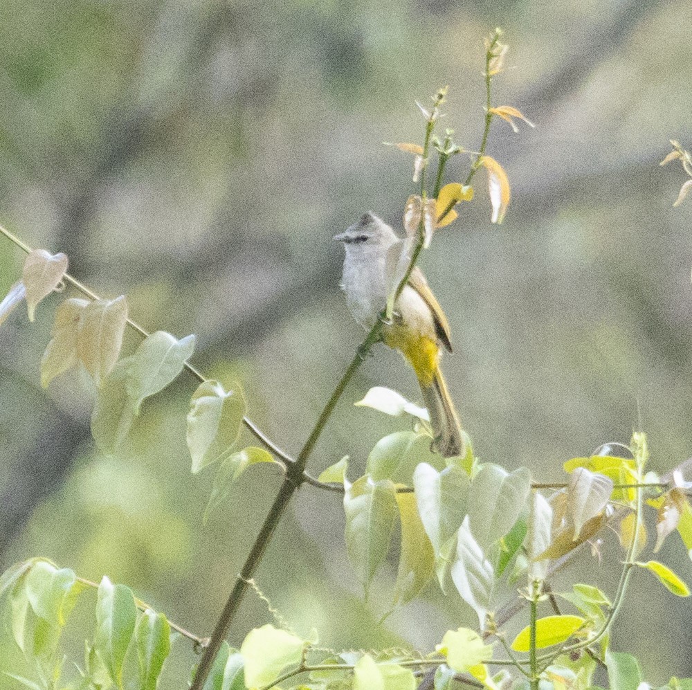 Flavescent Bulbul - Lindy Fung