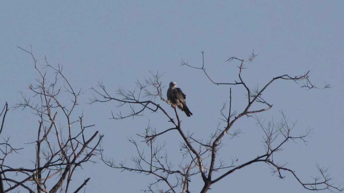 Mississippi Kite - Sheila Sawyer