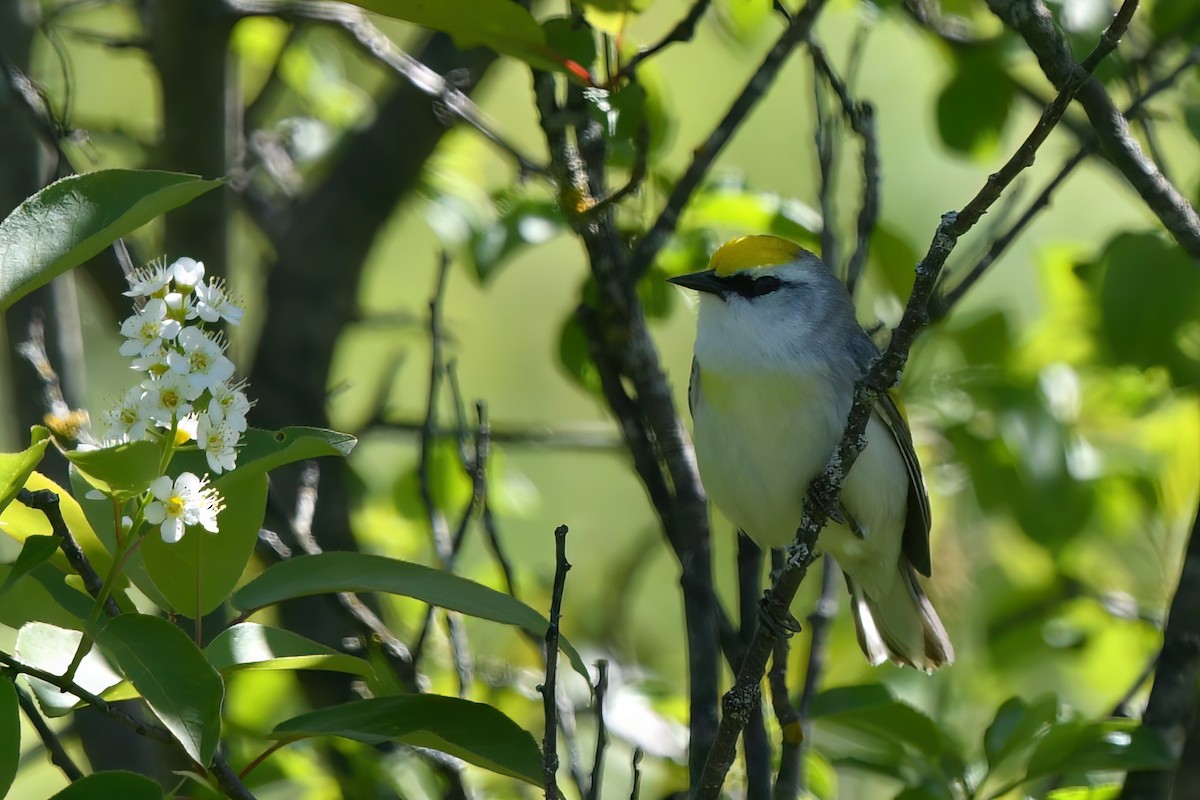 Brewster's Warbler (hybrid) - Ed Poropat