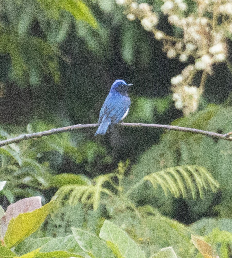 Blue-and-white Flycatcher - Lindy Fung
