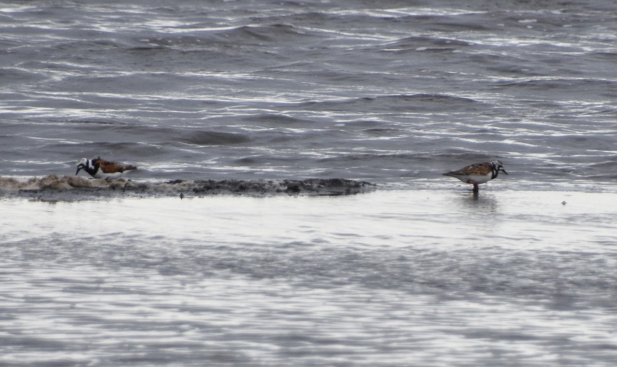 Ruddy Turnstone - ML619548918