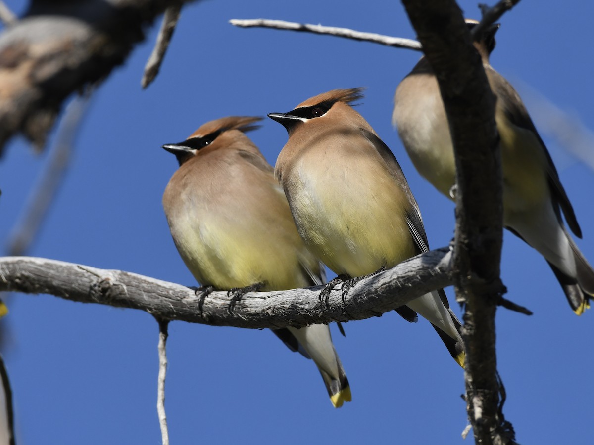 Cedar Waxwing - Kent Kleman