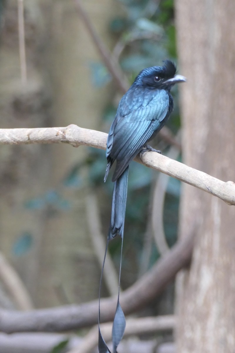 Greater Racket-tailed Drongo - Nancy Houlihan